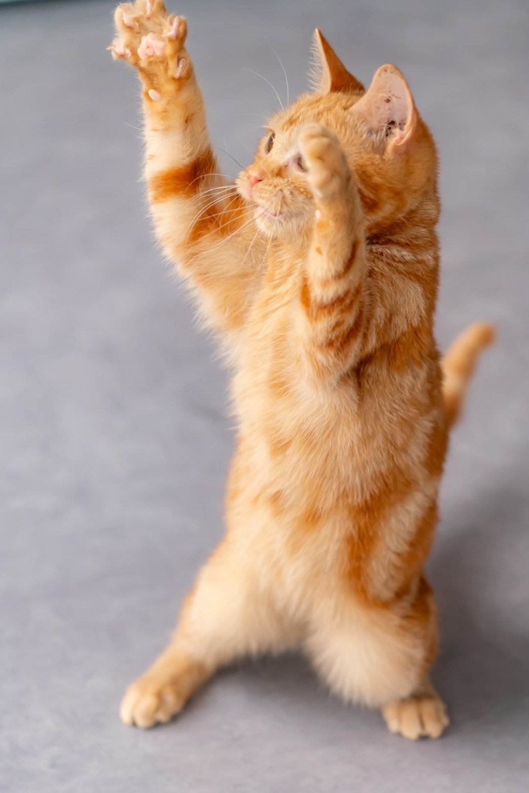 元気いっぱいの保護猫