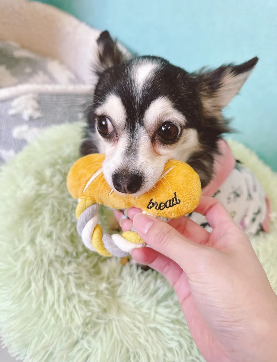 おもちゃで遊ぶ保護犬猫たち