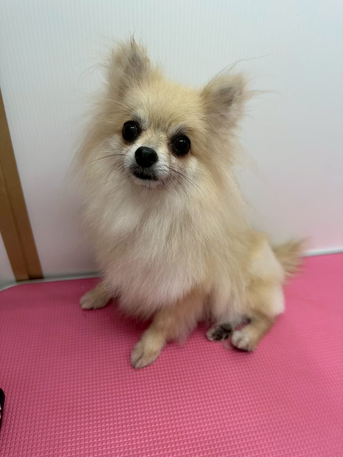 ふわふわのポメラニアン